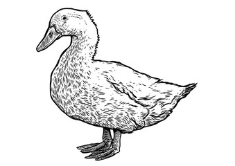 Engraved, vector farm duck illustration.