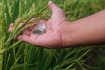 Concept in Rice low priced.With thai money and hand.