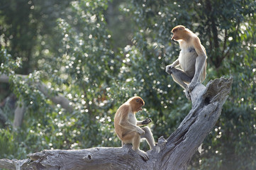 Nasalis Larvatus or long-nosed monkey, known as the bekantan, is a reddish-brown arboreal Old World monkey that is endemic to the southeast Asian island of Borneo..