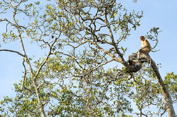Nasalis Larvatus or long-nosed monkey, known as the bekantan, is a reddish-brown arboreal Old World monkey that is endemic to the southeast Asian island of Borneo..