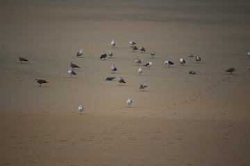Gaviotas