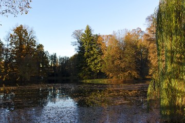 Fototapeta na wymiar Pond in autumn park