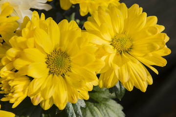 Yellow chrysanthemum flower.