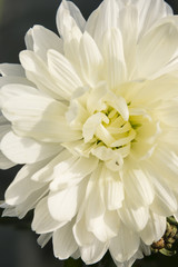  White chrysanthemum flower.