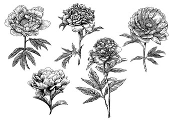 Engraved, vector peony illustrations. © jenesesimre