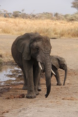 Fototapeta na wymiar Elefant family