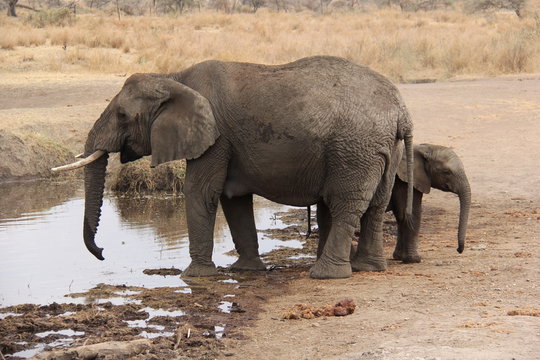 Elephants