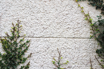Close up of a green creeper running up a stone wall.