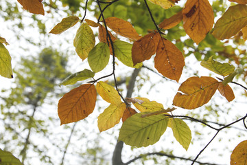 beech tree leaves in autumn