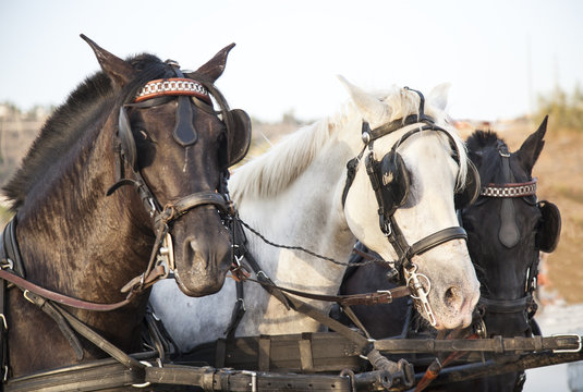 tres caballos dos marrones y uno blanco con arneses de carruajes.