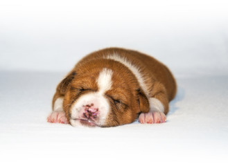 puppy sleeping on the bed