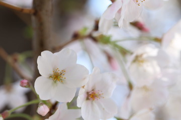 Fototapeta premium japanese cherry blossom