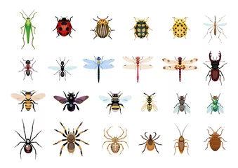 Foto op Plexiglas Vector,drawing, insect, bug illustration © jenesesimre