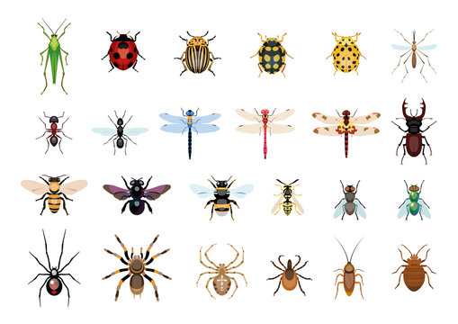 Vector,drawing, insect, bug illustration