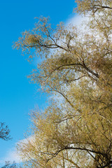 Amazing autumn scene, Armenia