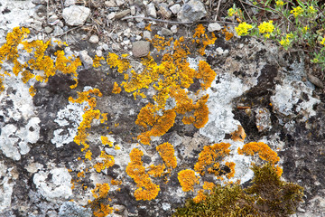 Lichen on a stone