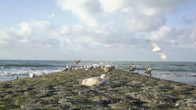 Cinemagraph of gulls at the beach of Norderney, Germany