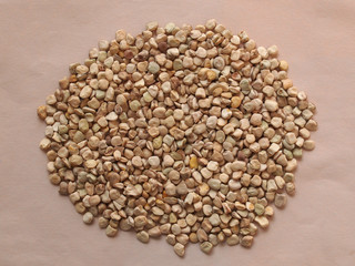 Grass pea aka Cicerchia vegetables