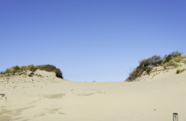 Fototapeta na wymiar holland sand dunes