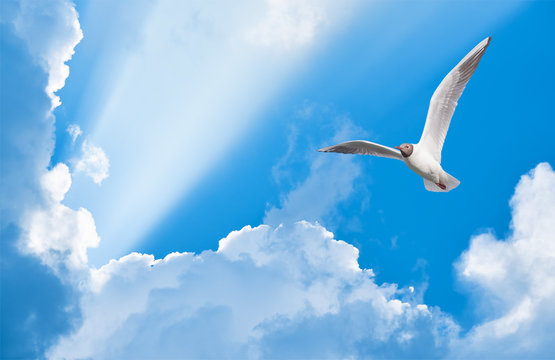 seagull flying in the sun rays among the clouds