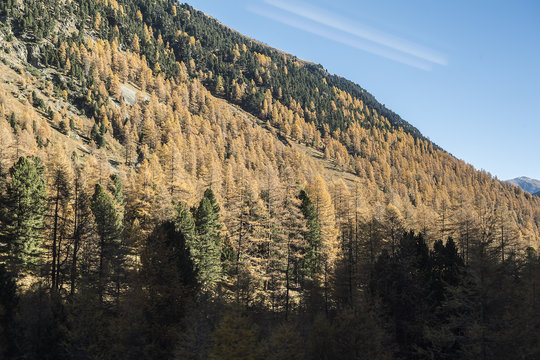 Herbstlicher Wald bei Bever, Graub&uuml;nden, Schweiz