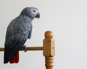 African Grey Parrot