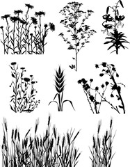Plants and flowers collection