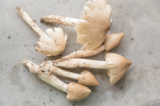 Termitomyces mushroom, termite mushroom
