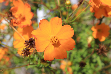 キバナコスモスの花