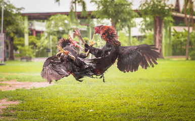 Gamecock, Fighting cock   © nipol