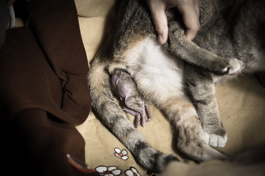 Dystocia is a difficult condition to give fetus birth, cat giving birth showing the kitten in the vagina.