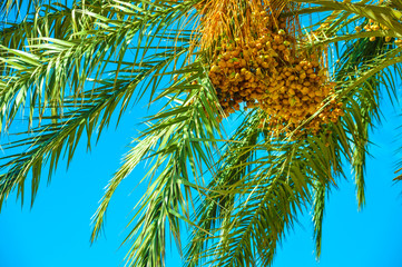 Fototapeta premium Dattelpalme