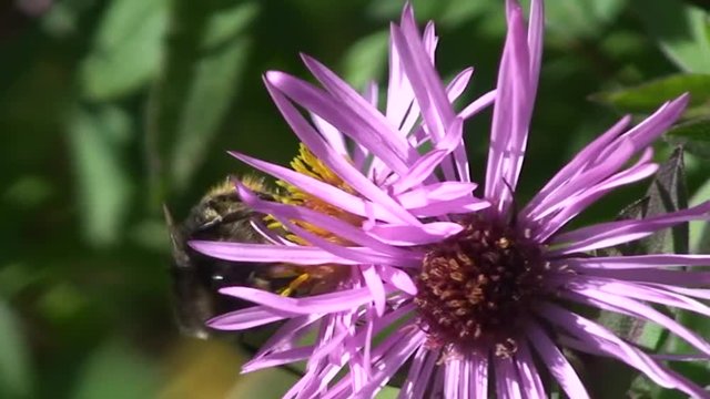 Ein Hummel krabbelt auf einer lila Blume