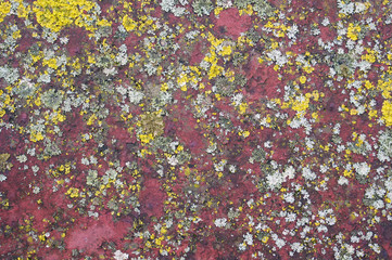 Spots of a yellow  lichen