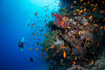 Diving the wall, Red Sea, Egypt