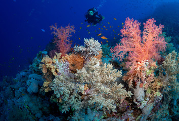 Fototapeta na wymiar Woman diver explores reef, St John's, Red Sea, Egypt