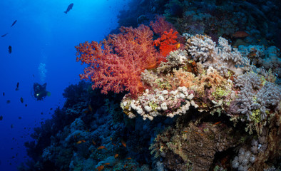 Fototapeta na wymiar Woman diver explores reef, St John's, Red Sea, Egypt
