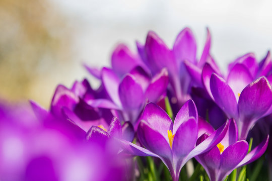 Blooming Spring Flowers
