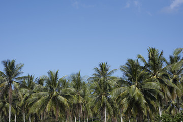 Fototapeta na wymiar Palm trees set against clear blue skies.
