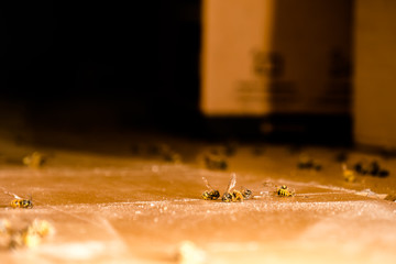 Wespen Plage im Haus