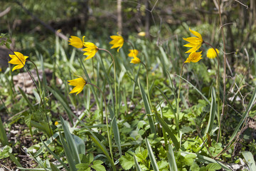 Weinbergtulpen in den Weinbergen bei Freyburg, Burgenlandkreis, Sachsen-Anhalt, Deutschland