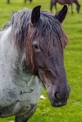 Obraz premium portrait of a horse