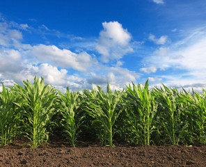 Cornfield with Clouds on Bright Summer Day