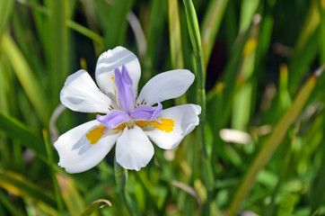 Large Wild iris or Fairy Iris, Dietes grandiflora, growing in an Australian garden