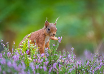 Red squirrel finds a nut, Northumberland, England © Michael Conrad