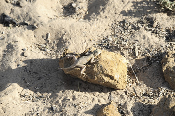 Fototapeta na wymiar desert lizard, timbuktu