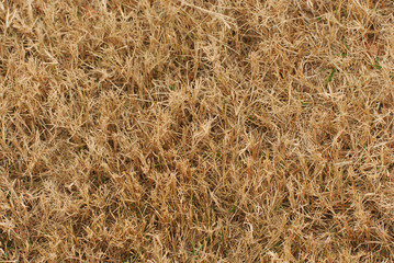 Fototapeta dry grass on lawn in winter as nature background obraz