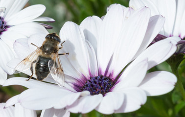 Type of Bee on White Flower