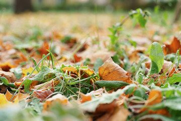 autumn maple leaves on the grass