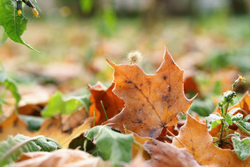 autumn maple leaves on the grass